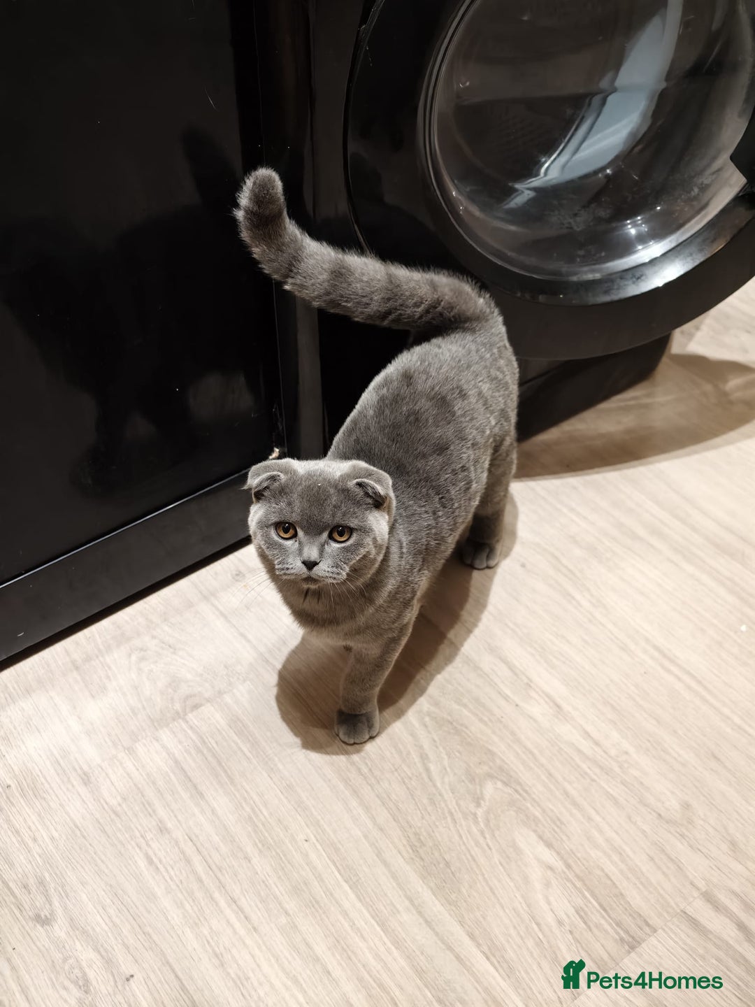 Scottish Fold cats for sale: Last British Shorthair kitten - Advert 35