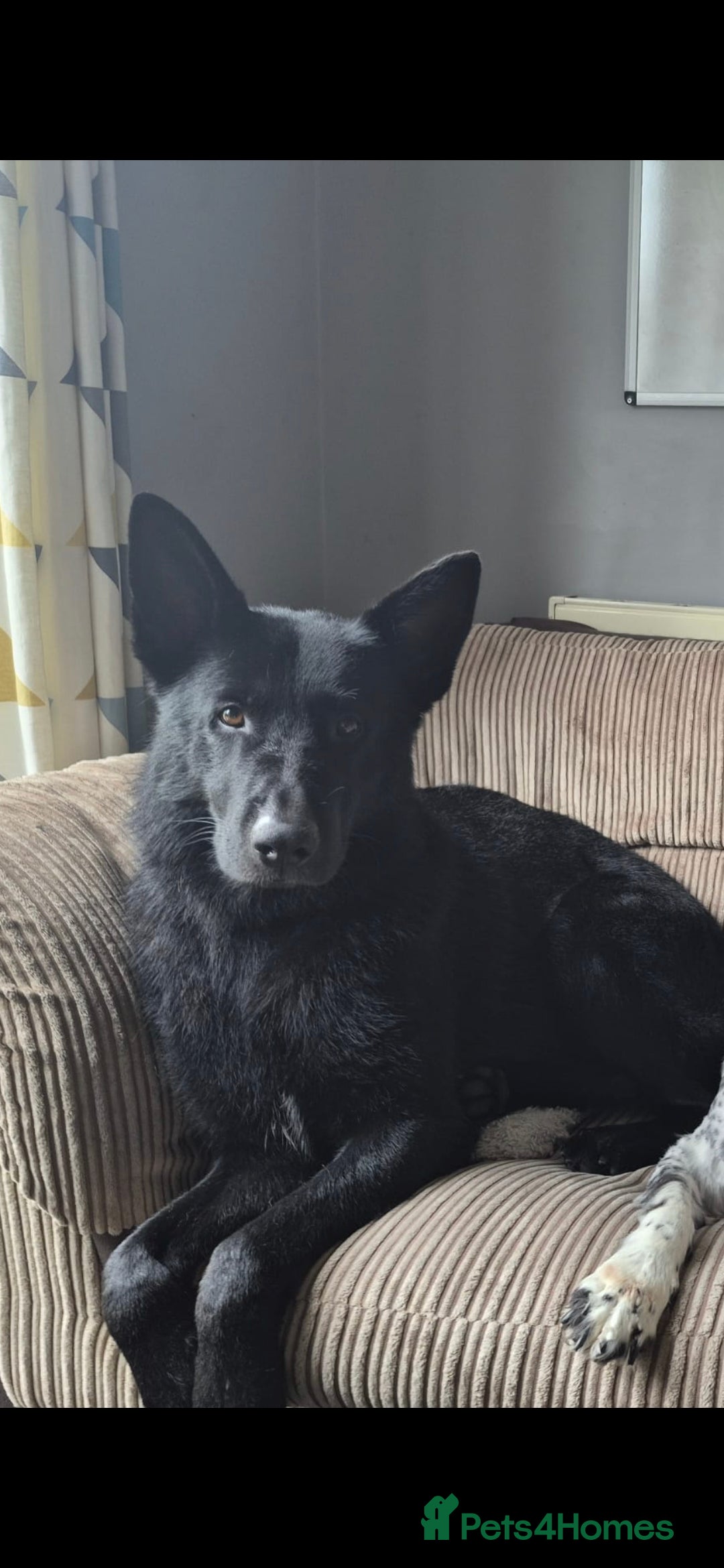 Mixed Breed dogs Looking to rehome our Gorgeous Boy - Advert 5