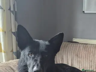 Mixed Breed dogs Looking to rehome our Gorgeous Boy - Advert 5