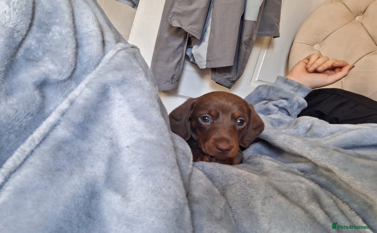 Miniature Dachshund dogs - Advert 11