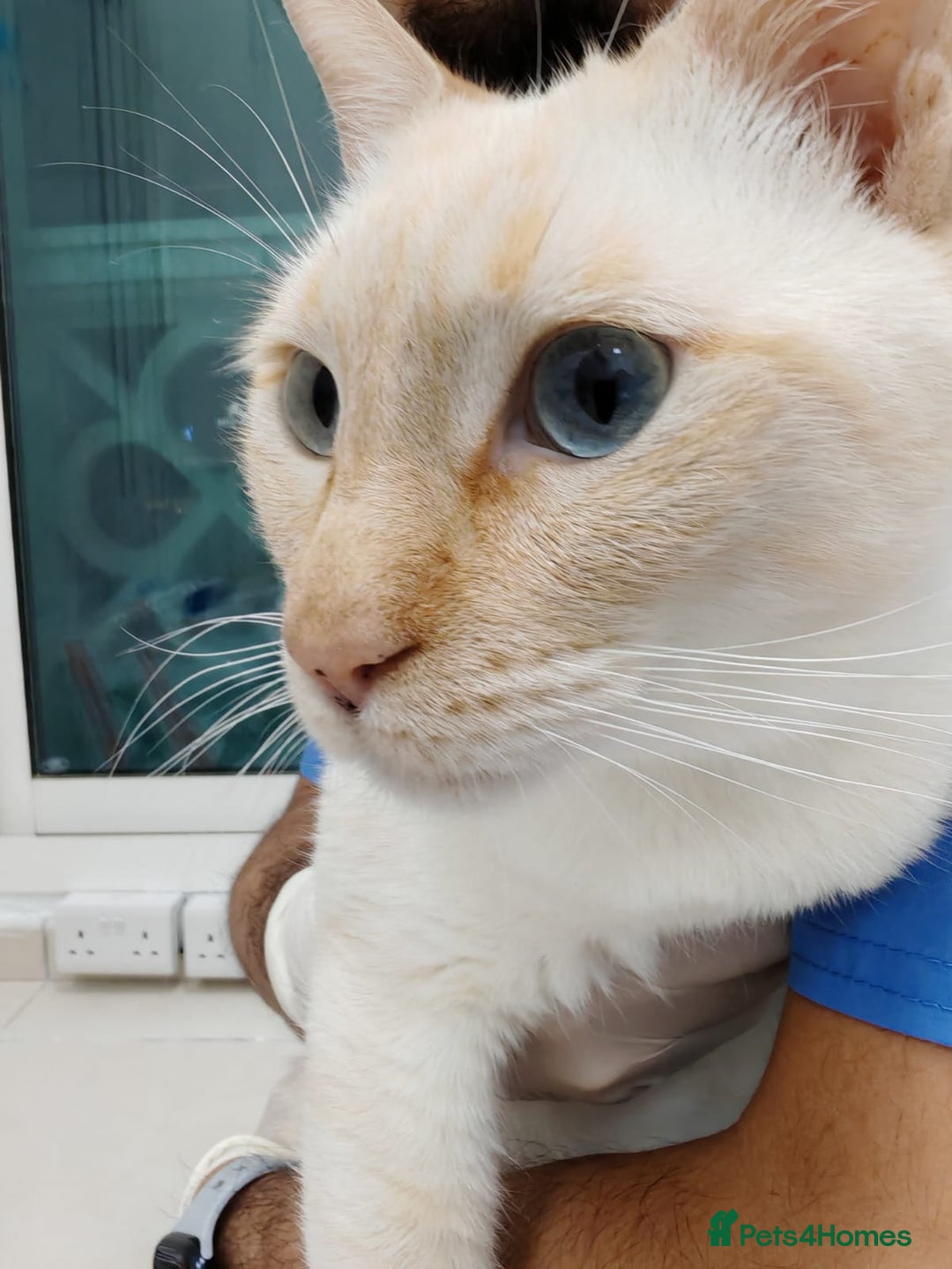 Mixed Breed cats for adoption: [Indoors Only] White Sugar - Lovely Special Boy - Advert 10