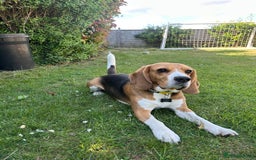 Beagle dogs for sale: Dog for adoption  - Advert 6
