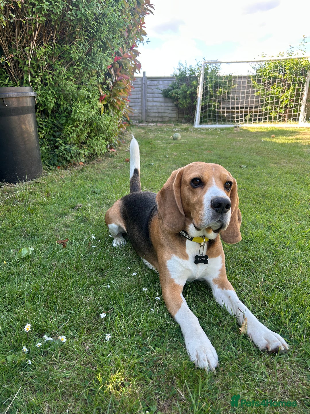Beagle dogs for sale: Dog for adoption  - Advert 6
