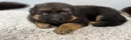 German Shepherd dogs for sale: Huge top quality 4th generation KC puppies - Advert 9
