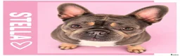 French Bulldog dogs for adoption: Stella - In Ayr Looking for a Home  - Advert 5