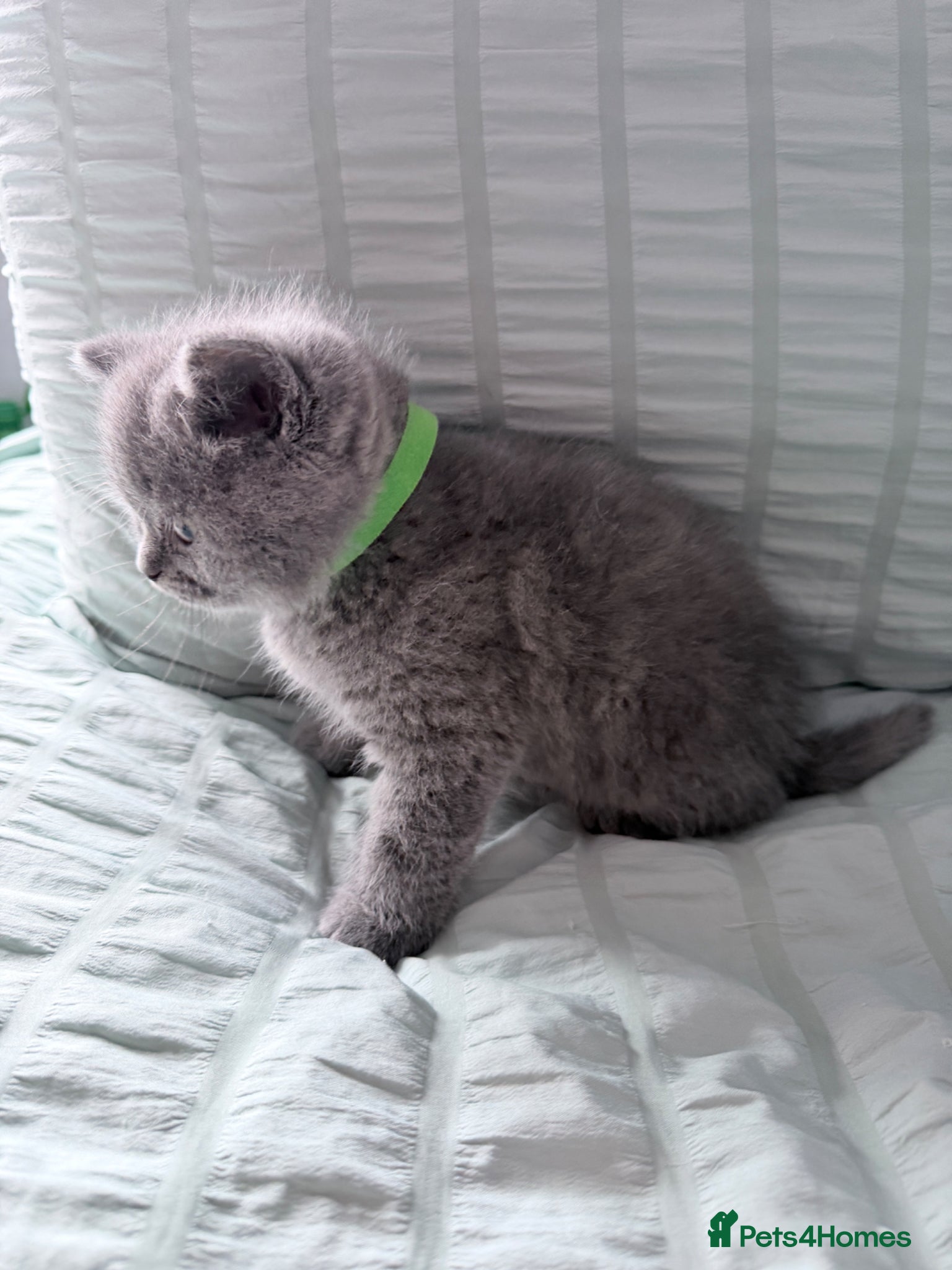 British Shorthair cats The most beautiful British shorthair kittens - Advert 7