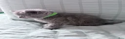 British Shorthair cats for sale: The most beautiful British shorthair kittens - Advert 2