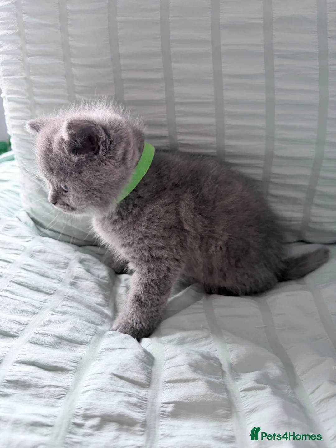 British Shorthair cats for sale: The most beautiful British shorthair kittens - Advert 2