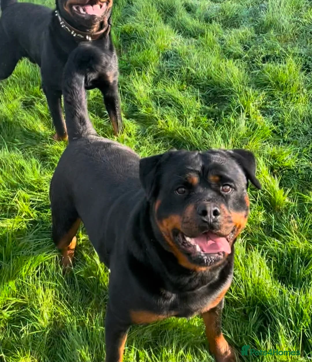 Rottweiler dogs for sale: Rottweiler Puppies – Champion & Top Bloodlines - Advert 2