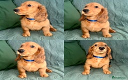 Dachshund dogs for sale: Fully ready to go LHDachshund Puppies  in Tamworth - Image 5