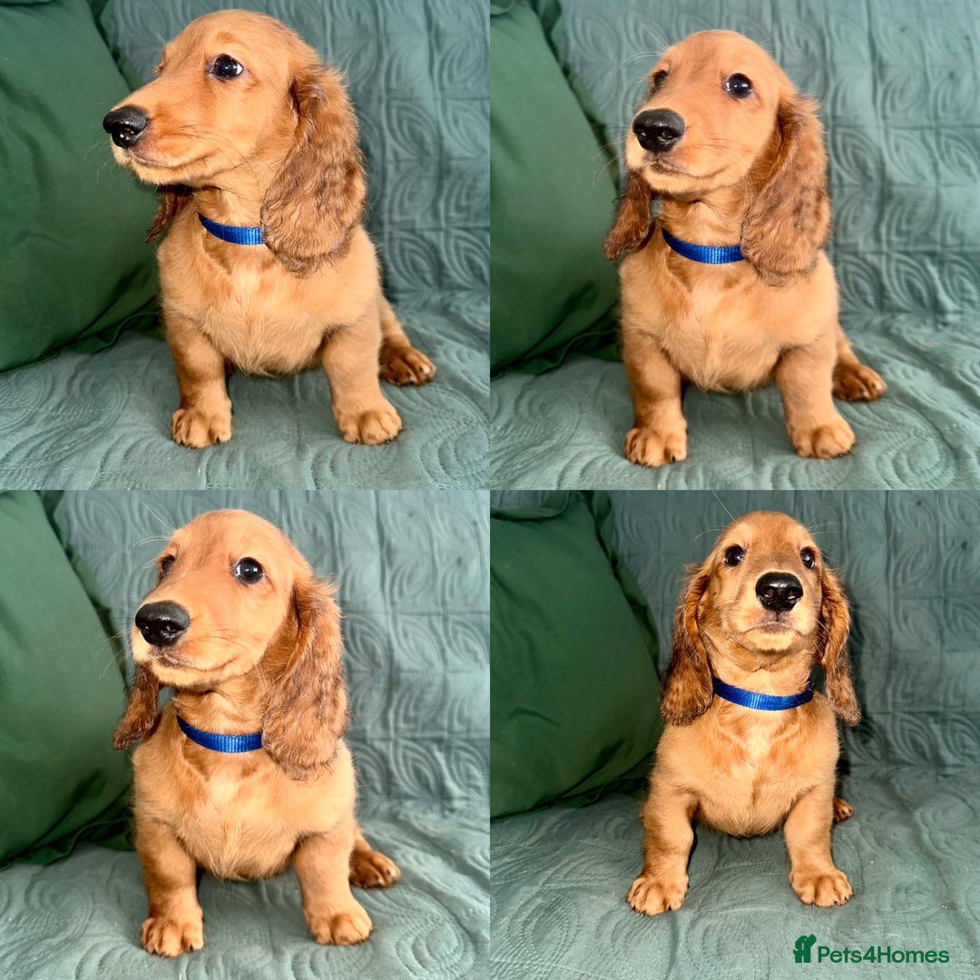 Dachshund dogs for sale: Fully ready to go LHDachshund Puppies  in Tamworth - Image 5