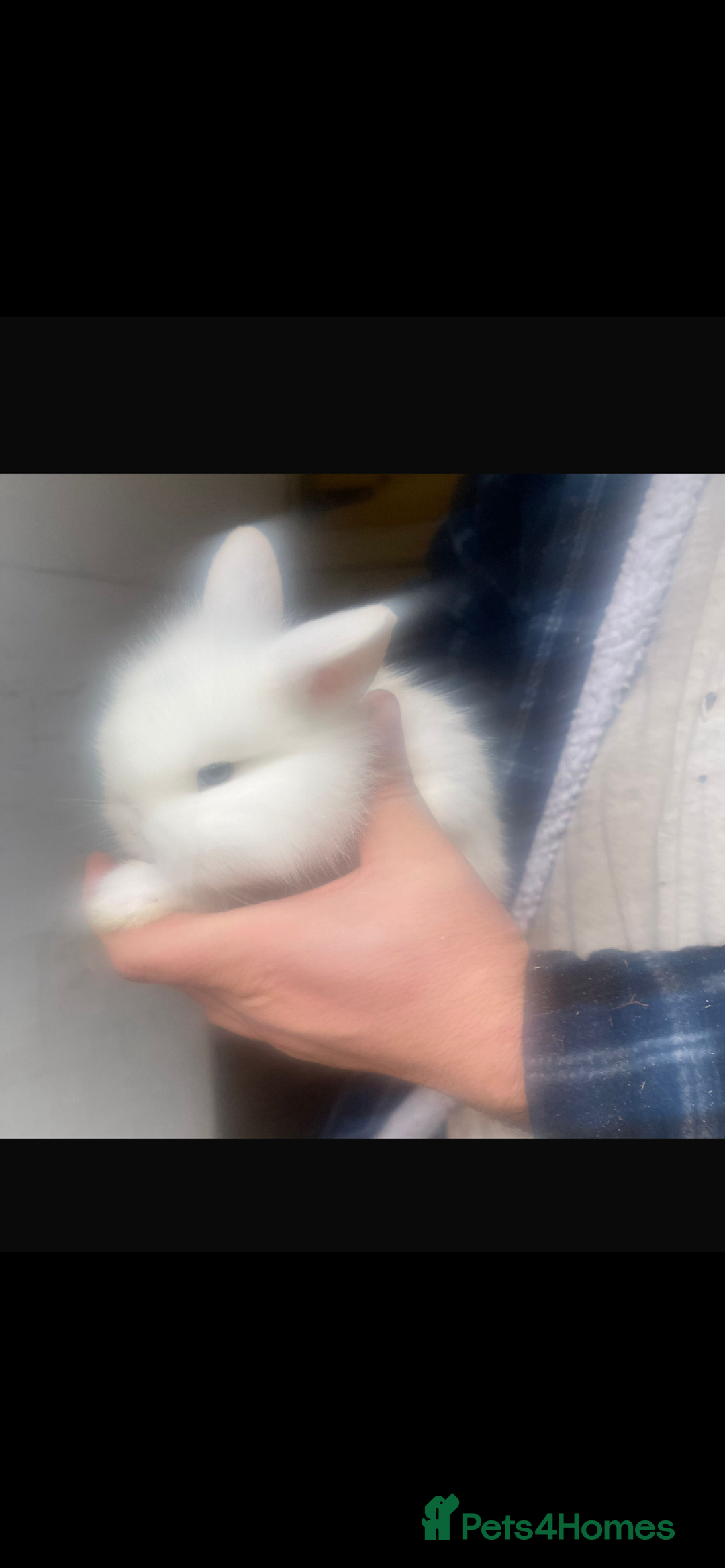 Lionhead rabbits for sale: 6 baby bunnies ready to leave  - Advert 7
