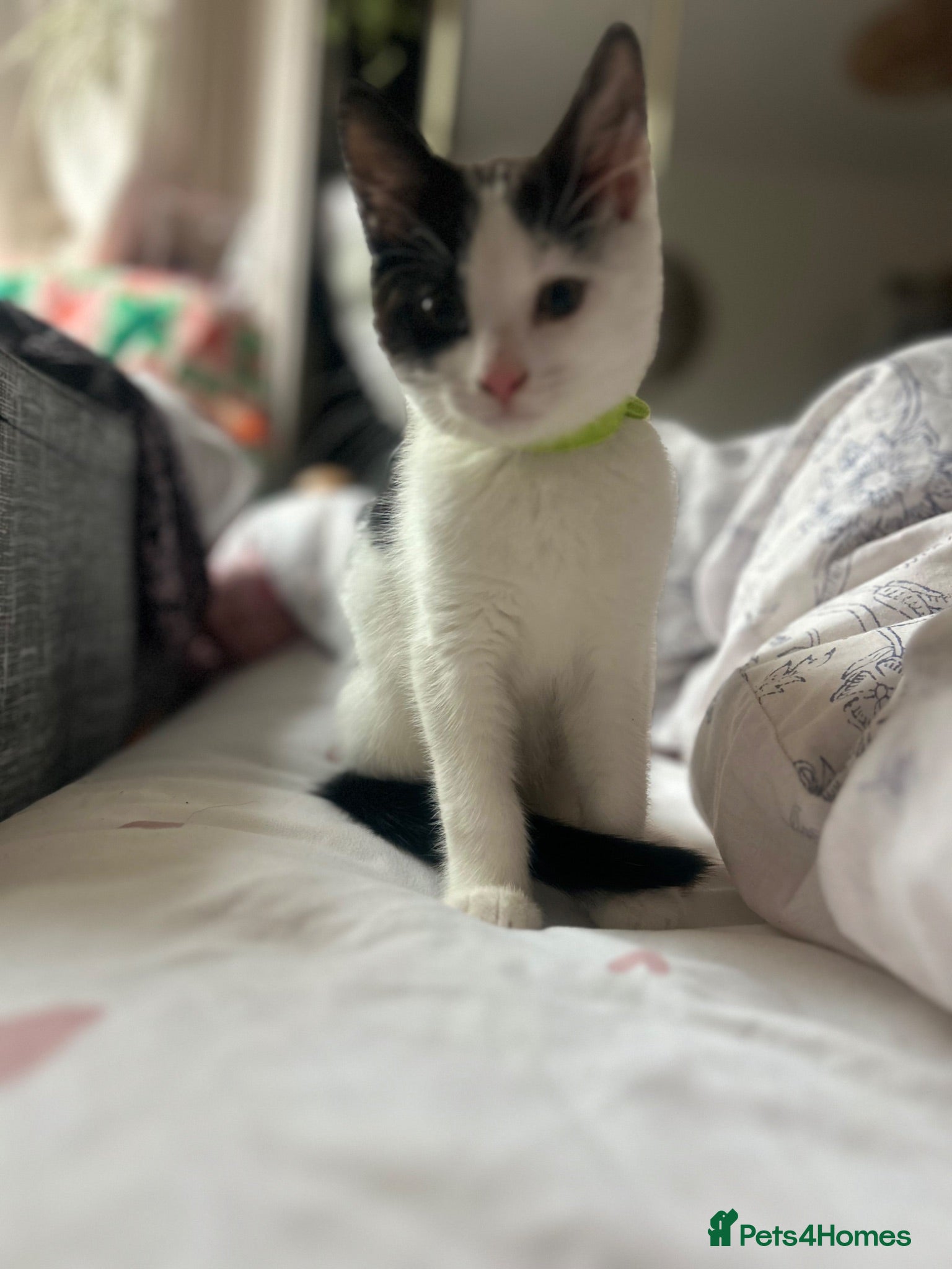 Mixed Breed cats Sweet friendly kitten   - Advert 9