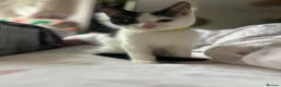 Mixed Breed cats for sale: Sweet friendly kitten   - Advert 2
