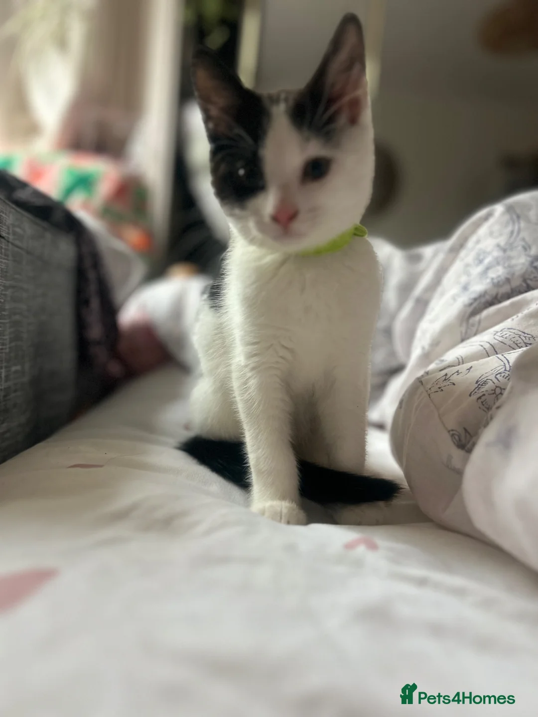 Mixed Breed cats for sale: Sweet friendly kitten   - Advert 2
