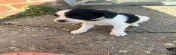 English Springer Spaniel dogs for sale: KC Springer spaniel puppies  - Advert 3