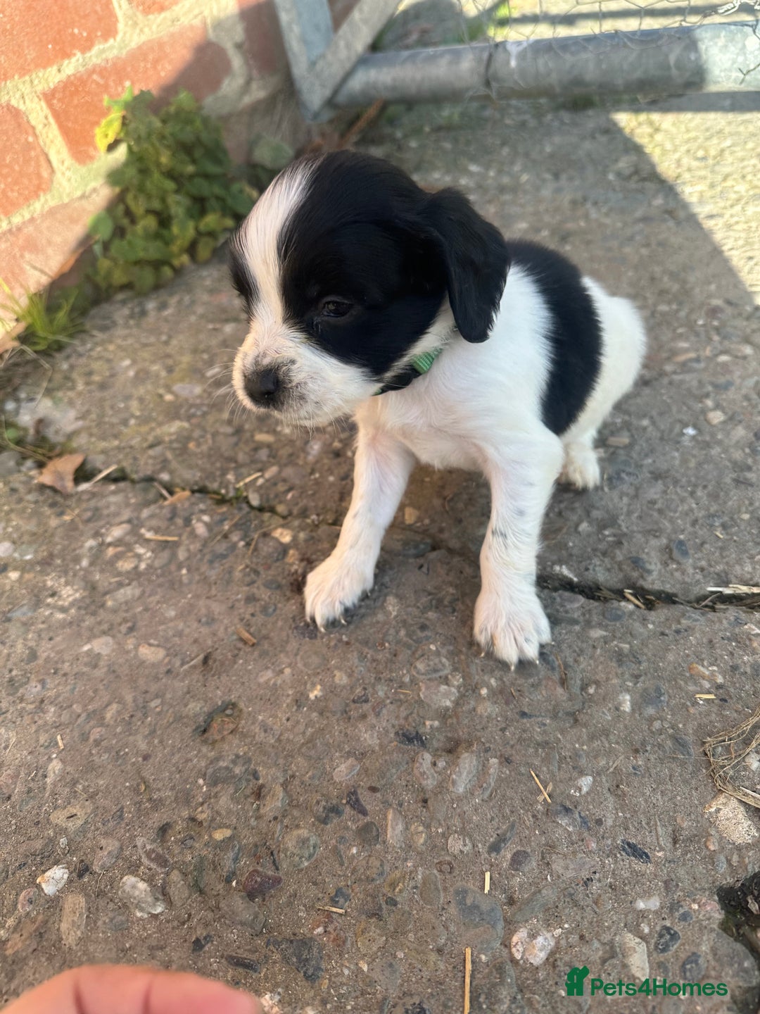 English Springer Spaniel dogs for sale: KC Springer spaniel puppies  - Advert 3