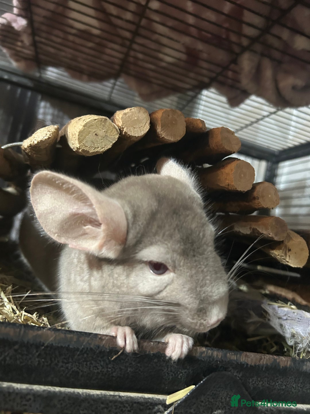 Chinchilla rodents for sale: Two female chinchillas and cage  - Image 8