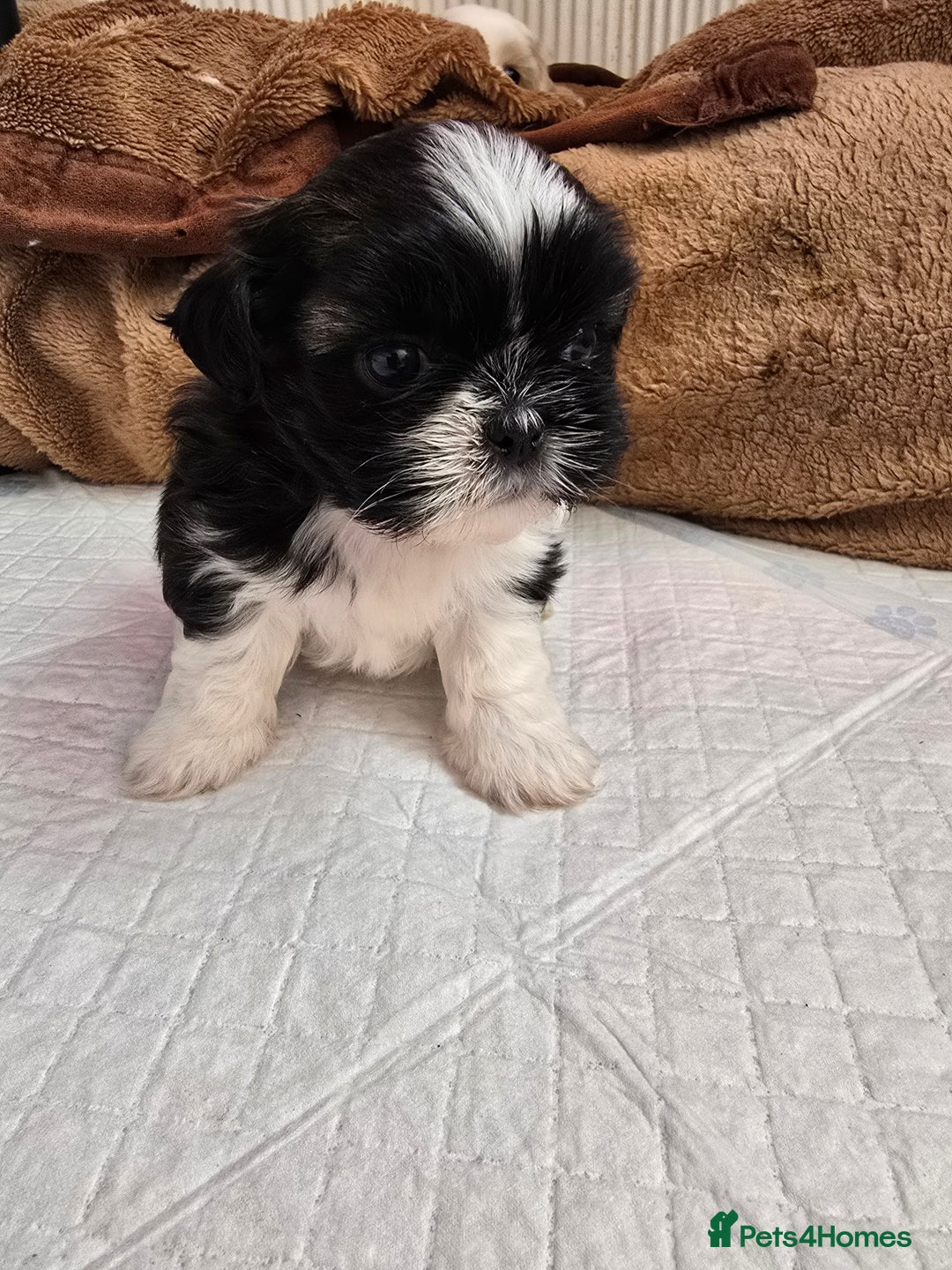 Shih Tzu dogs for sale: Hi my name is Maria  - Image 9