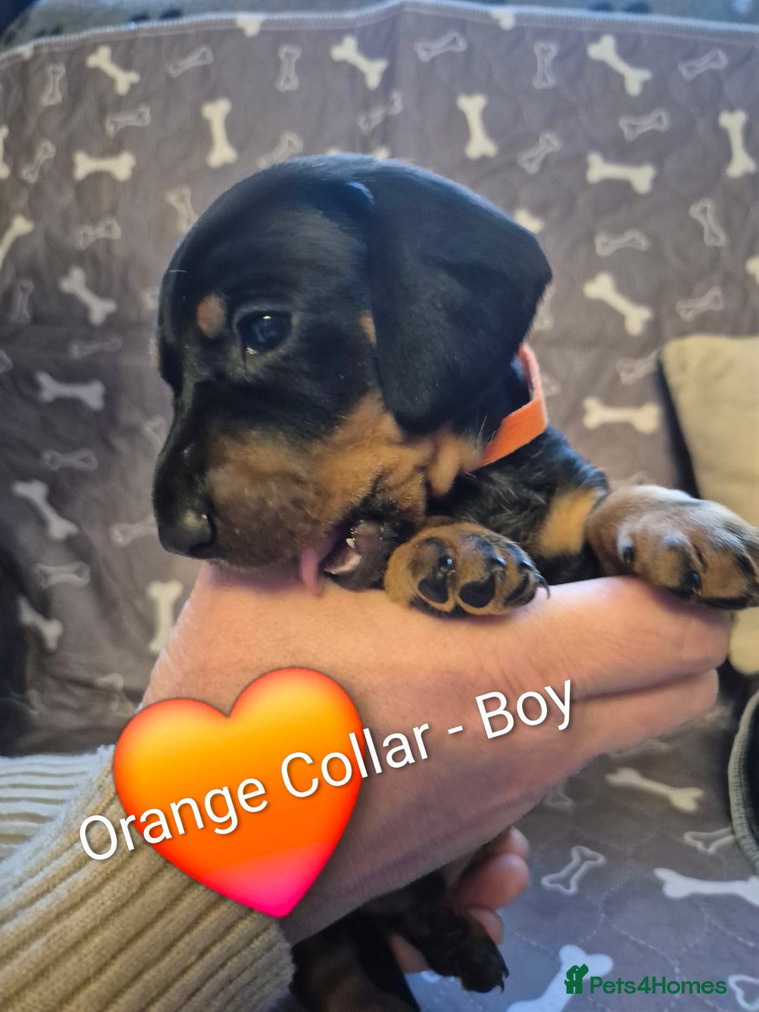 Dachshund dogs for sale: Standard Dachshund Puppies - Advert 7
