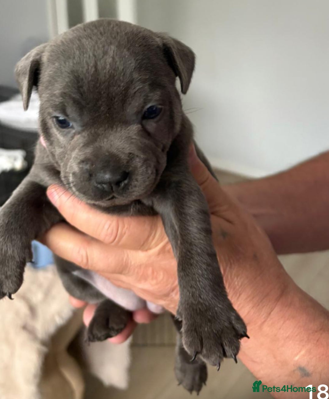 Staffordshire Bull Terrier dogs for sale: Staffordshire bull terrior - Image 8