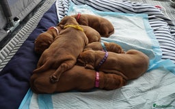 Hungarian Vizsla dogs for sale: Adorable vizsla puppies, exceptional pedigree - Image 22