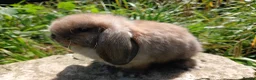 Mini Lop rabbits for sale: Stunning pure bred mini lops - Advert 1