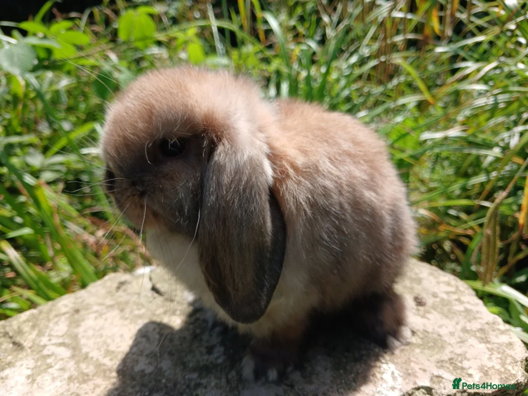 Mini Lop rabbits for sale: Stunning pure bred mini lops - Advert 1