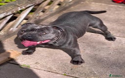 Staffordshire Bull Terrier dogs for stud: PRINCE- SOLID BLUE CHAMPION BRED in Smethwick - Image 4