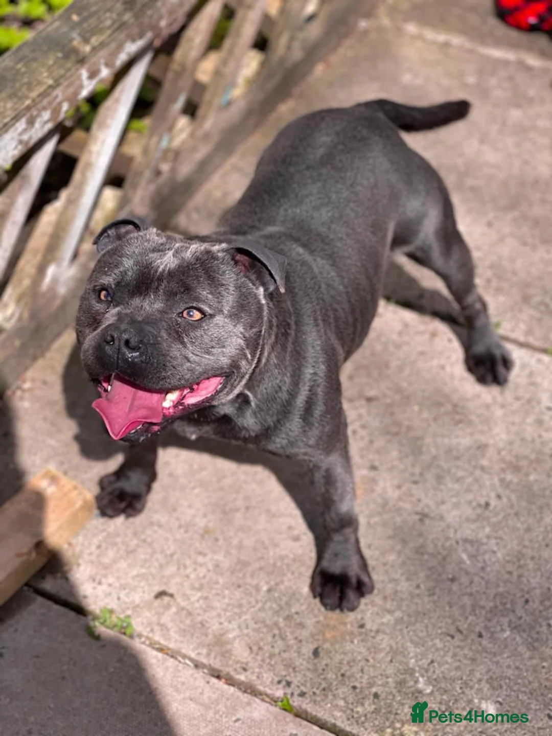Staffordshire Bull Terrier dogs for stud: PRINCE- SOLID BLUE CHAMPION BRED in Smethwick - Advert 4