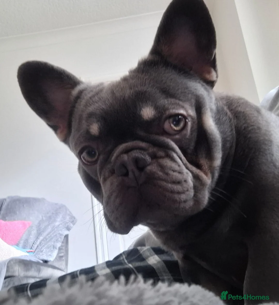 French Bulldog dogs for stud: French bulldog (FINN) in Newcastle upon Tyne - Advert 4