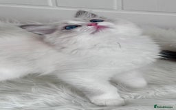 Ragdoll cats for sale: PEDIGREE RAGDOLL KITTENS (GCCF)– last 1 left! in Buntingford - Image 9