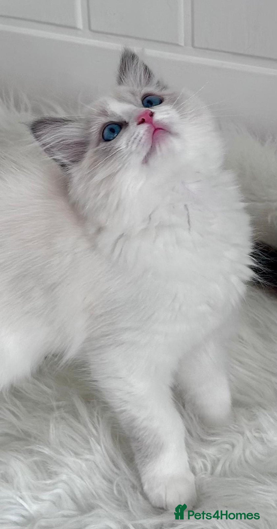 Ragdoll cats for sale: PEDIGREE RAGDOLL KITTENS (GCCF)– last 1 left! in Buntingford - Image 9