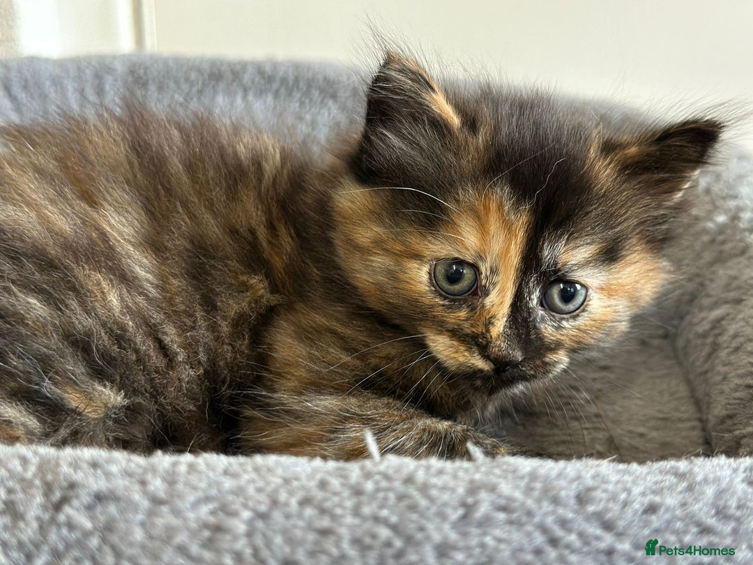 Mixed Breed cats for sale: 2 Tabby's and calico kitten for sale - Image 13