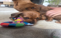 Miniature Dachshund dogs for sale: Miniature smoothed haired dachshund  - Image 8