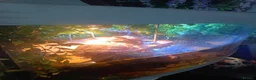 Turtle reptiles for sale: 5 Missisipi turtle for sale - Advert 5