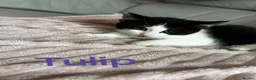 Turkish Angora cats for sale: ✨️🌸Stunning Turkish Angora Females✨️🌸 in Birmingham - Advert 5