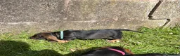 Dachshund dogs for sale: Kc registered Standard wire haired dachshund pups  - Advert 3