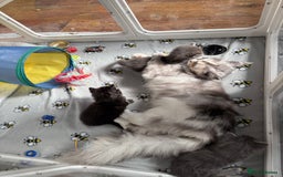Maine Coon cats for sale: Stunning mainecoon kittens for sale.  - Image 11