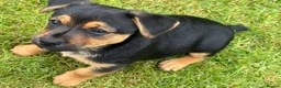 Jack Russell dogs for sale: Jack Russell puppies  - Advert 14