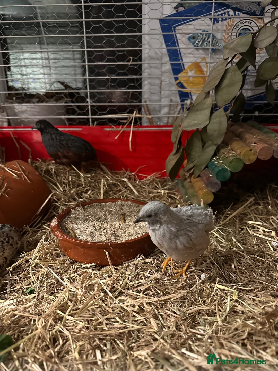 Mixed Breed birds for sale: Button Quail x3 free to a good home in Newbiggin-by-the-Sea - Advert 1
