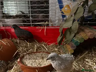 Mixed Breed birds Button Quail x3 free to a good home - Advert 1