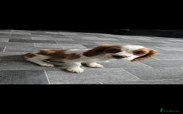 Cavalier King Charles Spaniel dogs for sale: Beautiful cavalier king charles spaniel puppy  - Image 2