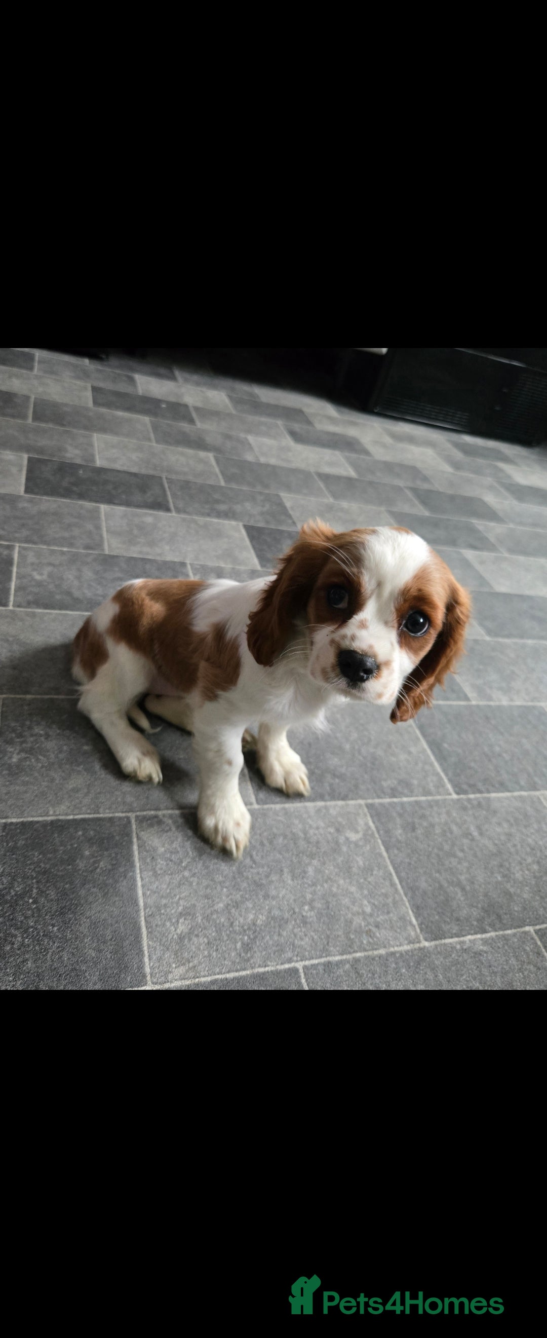 Cavalier King Charles Spaniel dogs for sale: Beautiful cavalier king charles spaniel puppy  - Image 2