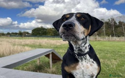 Mixed Breed dogs for adoption: Pippa - The sweetest, softest girl - Image 1