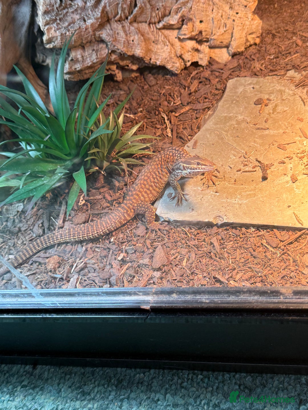 Monitor reptiles for sale: Ackie monitor for sale  - Image 5