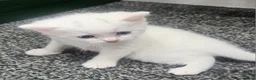 Mixed Breed cats for sale: 3 beautiful male kittens in Swadlincote - Advert 11