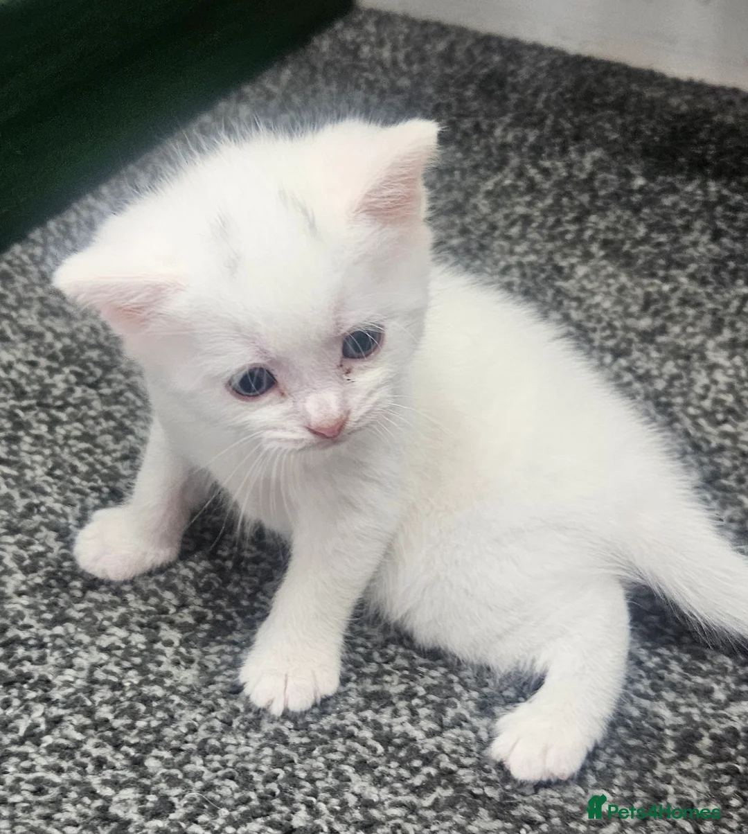 Mixed Breed cats for sale: 3 beautiful male kittens in Swadlincote - Advert 11