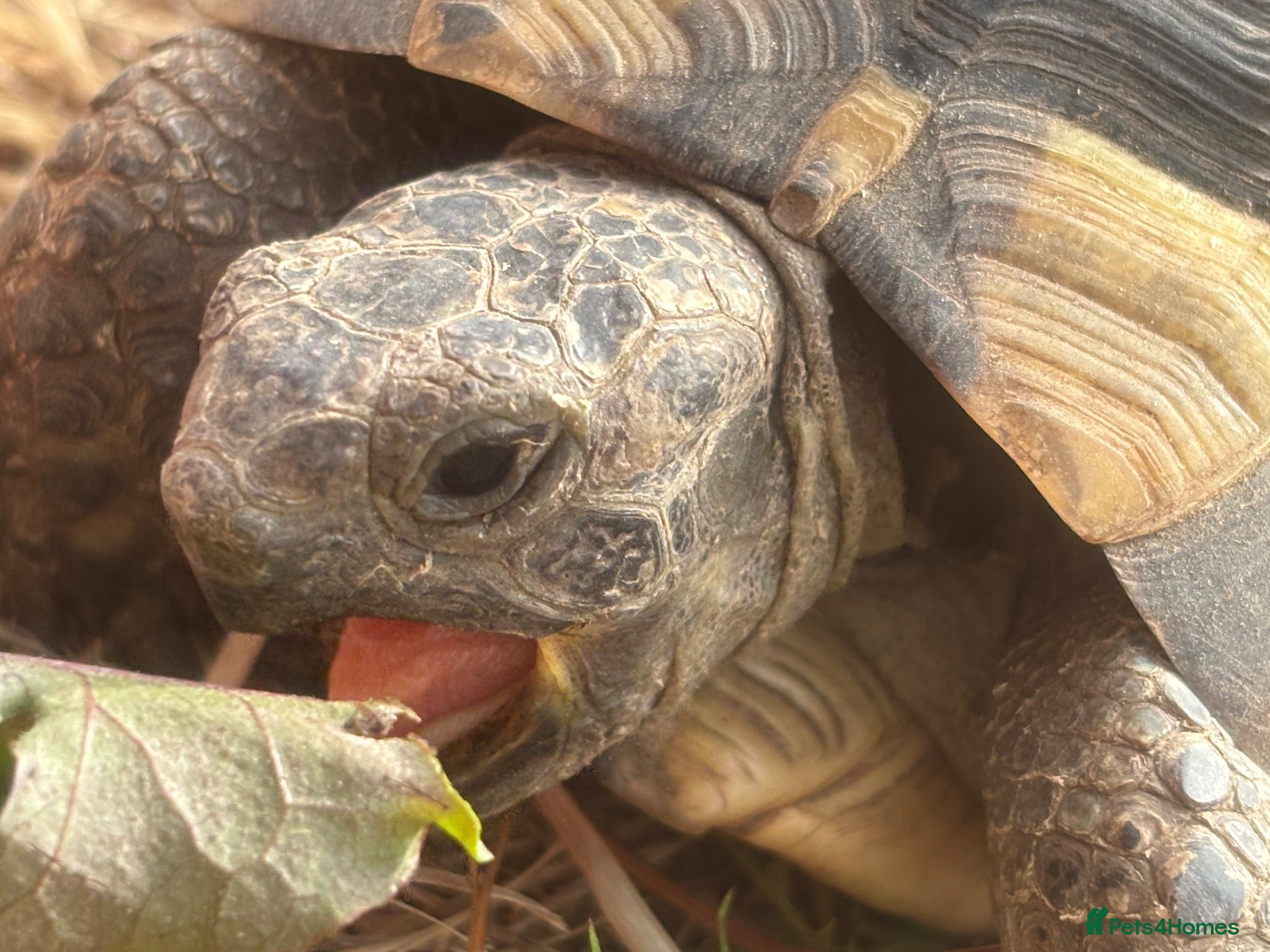 Tortoise reptiles Spur tight tortoise - Advert 8