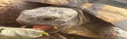 Tortoise reptiles for sale: Spur tight tortoise - Advert 1